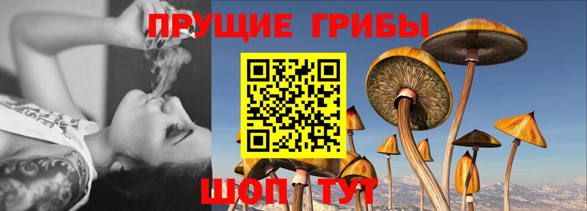 Галлюциногенные грибы Cubensis Лобня